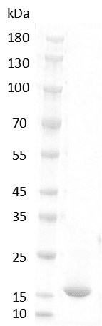 重组大鼠酸性成纤维细胞生长因子(FGF-1)