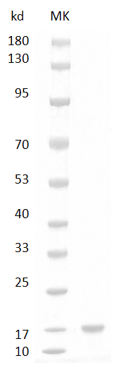 重组小鼠白介素17A(IL-17A)