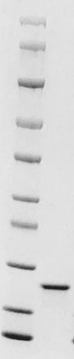 重组小鼠肿瘤抑制素M(OSM)