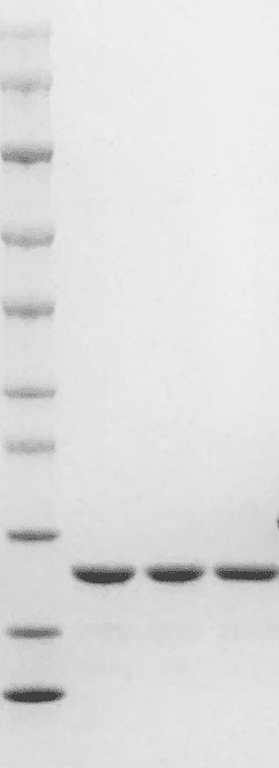 重组小鼠粒细胞集落刺激因子(G-CSF)