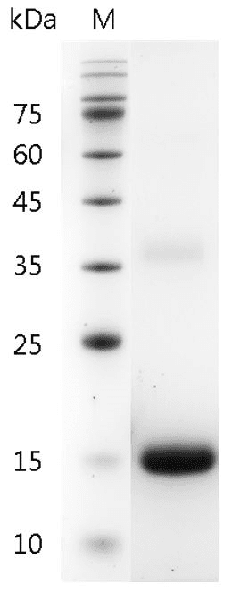 重组人白介素-31,His-标签(无动物源)(IL-31)