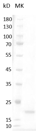 重组人巨噬细胞集落刺激因子(M-CSF)