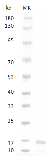 重组人/小鼠/大鼠生长分化因子11,His-标签(GDF11)