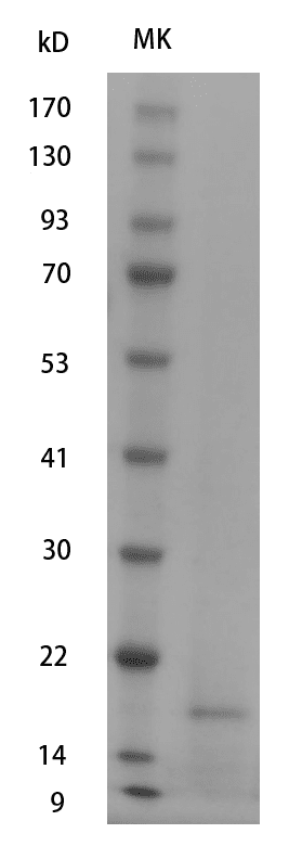 重组人白介素-17,His-标签(IL-17F)
