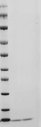 重组人胰岛素样生长因子1(IGFI)