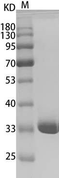 重组人膜联蛋白A5(Annexin V/ANXA5)